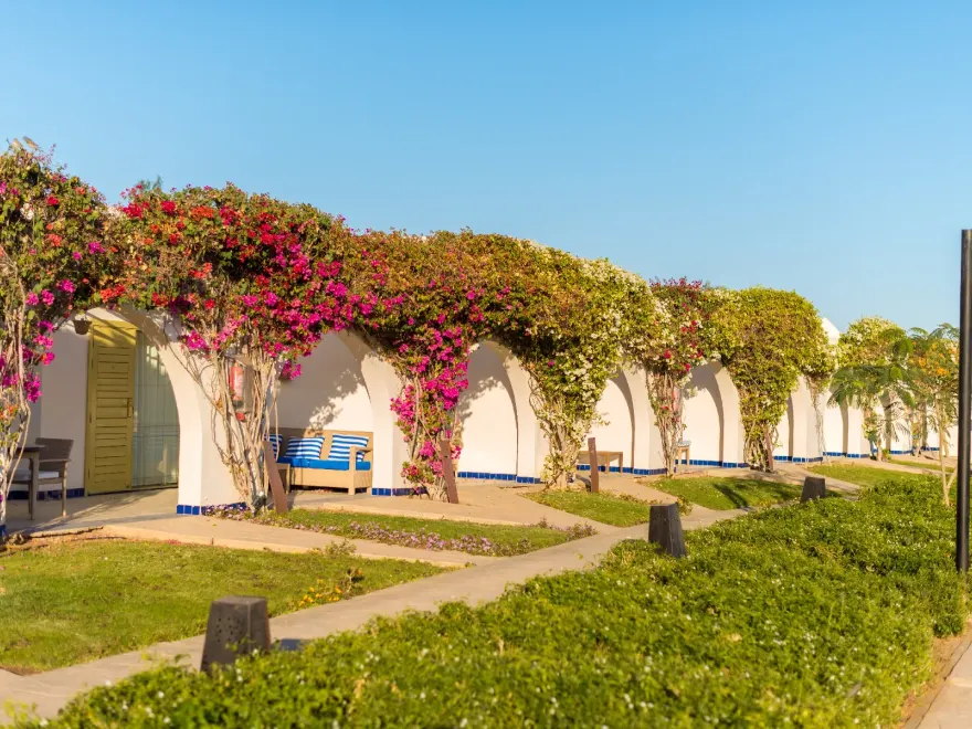 Terrace with bougainvillea, pergola and bench