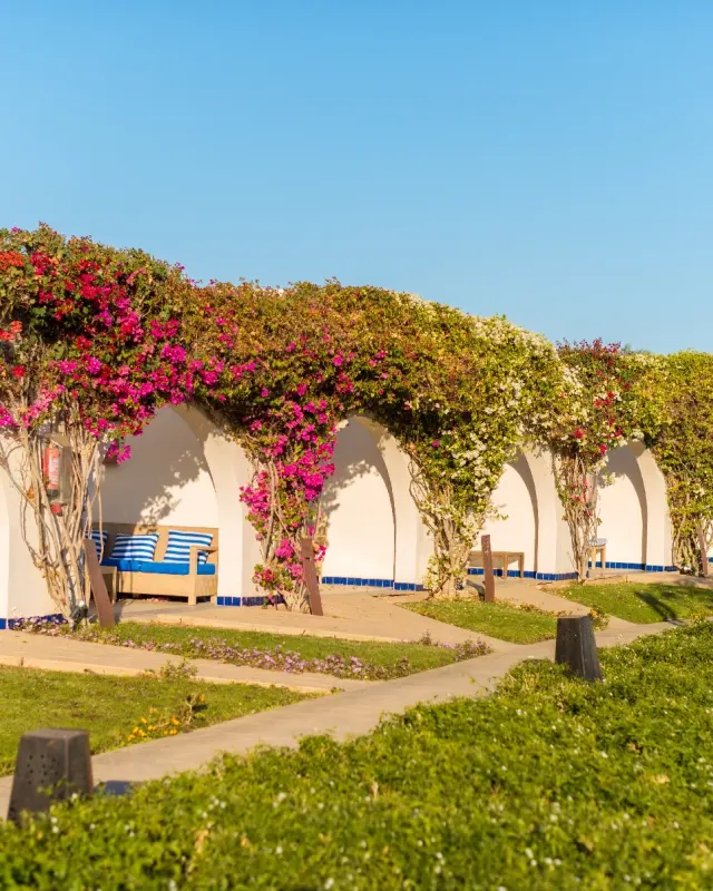 Terraza con buganvilla, pérgola y banco